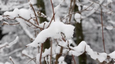 Doğayı Sevenler İçin Kış Ormanında Karla Kaplanmış Dallar