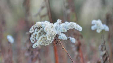 Kıllı Beyaz Tohum Başlarının Sonbaharda Bir Tarlada Yakın Çekimi