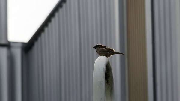Воробей, сидящий на металлической трубе на промышленном фоне