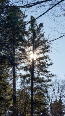 Açık bir günde Orman Ağaçları 'ndan akan güneş ışığı