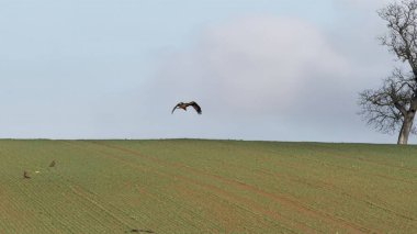 Uçan Kırmızı Uçurtma Açık Mavi Gökyüzünün Altındaki Yeşil Arazide