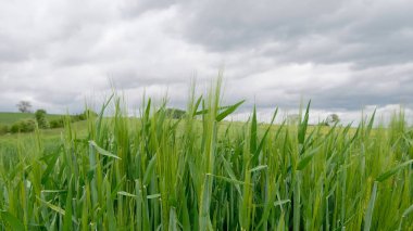 Baharda Bulutlu Gökyüzü Altında Canlı Yeşil Arpa Tarlası