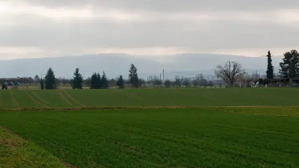 Yeşil Alanlar ve Bulutlu Gökyüzü ile Huzurlu Kırsal Arazi