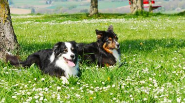 Meadow sınırındaki çoban köpekleri