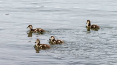 Dört sevimli ördek huzur suyunda birlikte yüzüyor.