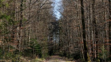 Çırılçıplak ağaçlarla çevrili Serene Ormanı Yolu