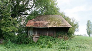 Yeşillikler Arasında Bitkilerle Kaplanmış Eski Kırsal Ahır