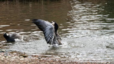 Kaz Kanatlarını Serene Pond Ayarında Akıyor