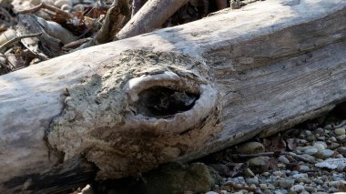 Çakıl taşlı bir kıyı üzerinde desenli düğümlerle Yıpranmış Dalgalanan Dalgaların Yakın Çekimi