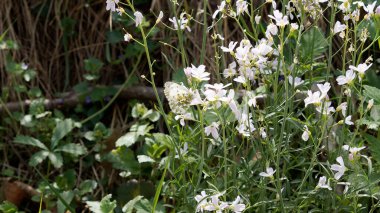 Baharda Vahşi Çayır 'da Kelebekli Beyaz Çiçekler