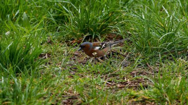 Chaffinch Doğal Arazide Çimenli Arazide Dinleniyor