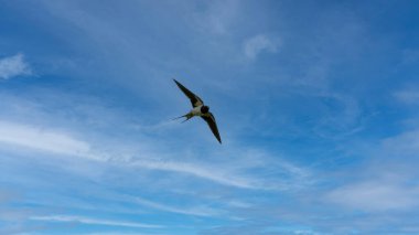Barn Swallow Parlak Mavi Gökyüzüne Karşı Uçuyor