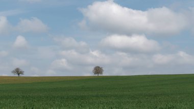 Mavi Gök ve Bulutlara karşı ıssız ağaçlarla dolu yemyeşil bir alan