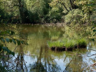 Bereketli Yeşil Ağaçlar ve Parlak Gün Işığıyla çevrili Serene Pond