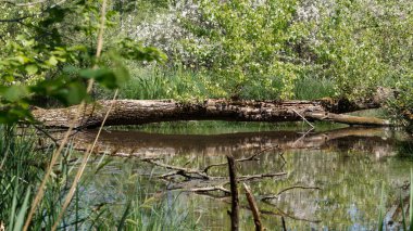 Durgun Doğa Sahnesi Sessiz Orman Göletinin Üzerinde Ağaç Devrildi