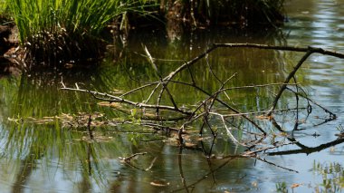 Yansımaları ve Sualtı Ağacı Dallarıyla Serene Gölü
