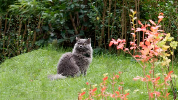 Pofuduk Gri Kedi Canlı Bahçe Ayarları