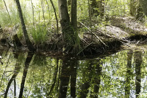 Sakin Orman Sahnesi Ağaçlar ve Sakin Sudaki Yansıma