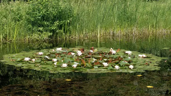 Serene Water Lily Pond Çevrelenmiş Yeşilliklerle Bir Yaz Günü