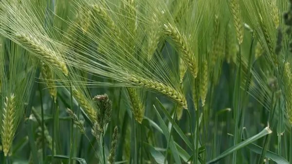 Arpa Kafaların Canlı Yeşil Alandaki Yakın Görüntüsü