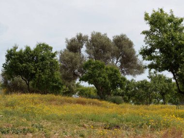 Sicilya manzarası Açık Gökyüzü Altında Yaban Çiçekleri ve Yeşil Ağaçlar
