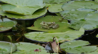 Lily Pad 'in üzerinde Huzurlu Doğal Havuz Ayarında Rahatlayan Kurbağa