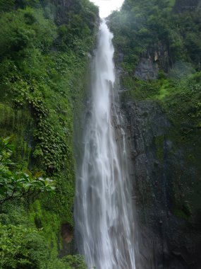 Muhteşem Şelale, Rocky Kayalıkları üzerindeki yemyeşil ormanda çağlıyor.