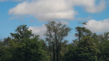 Görkemli Kuğular Mavi Gökyüzü Altında Yeşil Ormanın Üzerinde Uçuyor