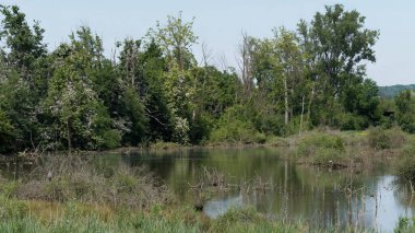Bereketli Sulak Topraklar Sakin Su ve Yoğun Yeşil Orman