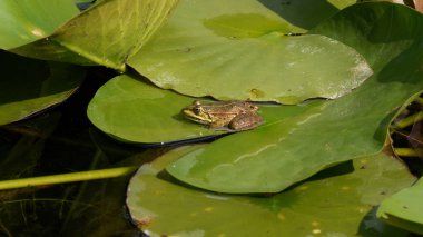 Kurbağa, Sükunet Havuzu 'nda Lily Pad' in üzerinde oturuyor.