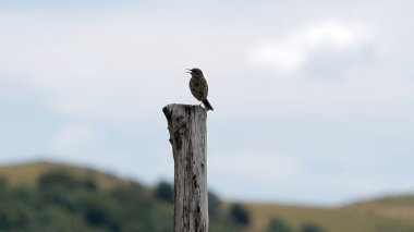 Tahta direğe tünemiş küçük kuş Açık Doğa Manzarasına Karşı