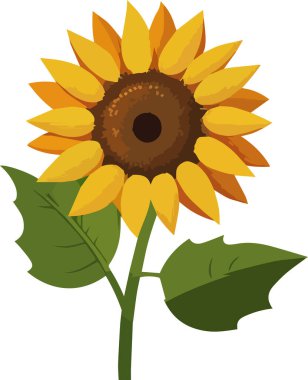 Botanik çiçeği çizimi ayçiçeği, elle çizilmiş. Vektör illüstrasyonu