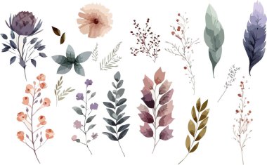 Vahşi çiçek vektör koleksiyonu. Otlar, otçul bitkiler, çiçek açan çiçekler beyaz arka planda izole edilmiş vektör çizimi.