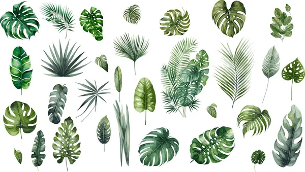 Набір Пальмових Листя Акварельний Ботанічний Живопис Векторні Ілюстрації — стоковий вектор