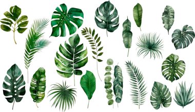 Palmiye yaprakları seti, suluboya botanik resim. Vektör illüstrasyonu