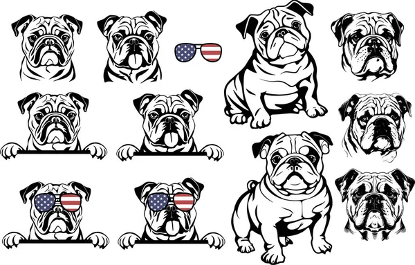 Güneş Gözlüklü Havalı Amerikan Bulldog Köpek Portresi Vektör Illüstrasyonu — Stok Vektör