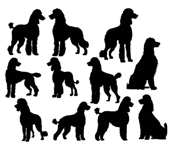 Set Von Silhouetten Von Schwarzen Hunden Pudel Rasse Logo Vektorillustration — Stockvektor