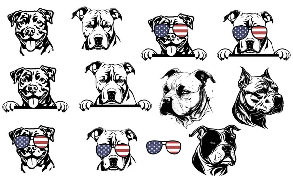 Set American Bully Dog Illustrations Isolated Vector Illustration — Stock Vector