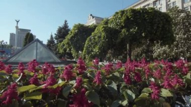 Ana meydanda çiçek açan pembe çiçek. Hayatın sembolü. Kyiv, Ukrayna 