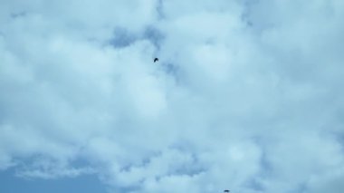 Geniş kanatları olan, bulutlu bir gökyüzünün arka planında uçmakta olan büyük vahşi bir kuş.