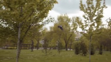 Geniş kanatlı bir kuş şehir arka planında ve parkta uçar. Dinamik çerçeve