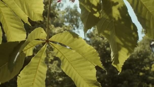 盛开的粉色栗树在夏日阳光下的凋零 — 图库视频影像