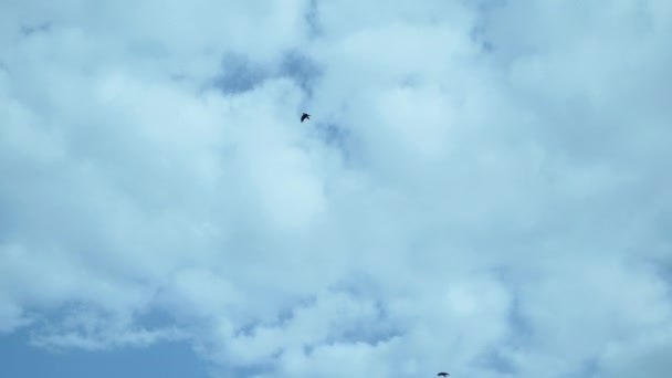 雲の空の背景に飛行機で遠く離れた大きな翼を持つ大きな野鳥 — ストック動画