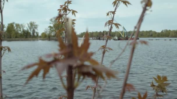 秋天的树叶在风的作用下摇曳在河边 从后面可以看到一座未完成的桥 — 图库视频影像
