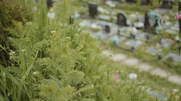 Hierba Verde Fondo Del Cementerio — Vídeos de Stock