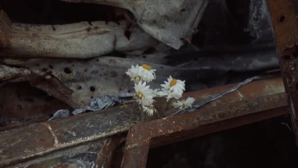 Αποξηραμένο Χαμομήλι Στο Κατεστραμμένο Αυτοκίνητο Στη Μνήμη Των Νεκρών — Αρχείο Βίντεο