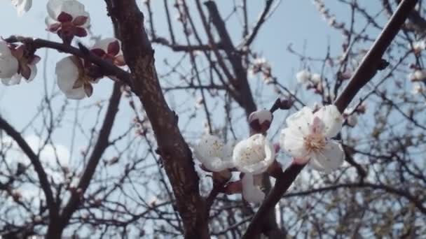 春にフルーツリンゴの木が咲きました — ストック動画