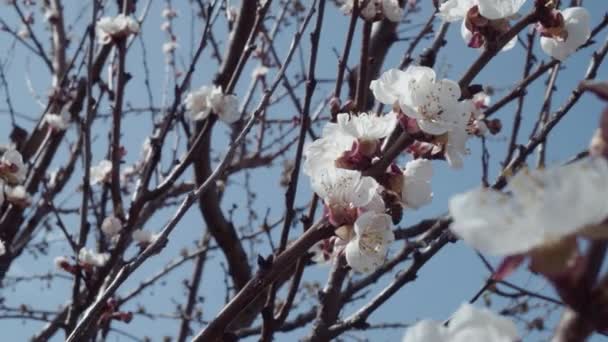 Meyve Ağaçları Baharda Çiçek Açar Bir Arı Çiçeğin Üzerinde Oturuyor — Stok video
