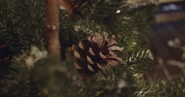 Koninin yakınında, karla kaplı bir Noel ağacının yeşil dalları uzanıyor.