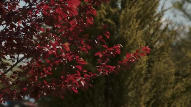 Červené Husté Listí Houpe Větru Městském Parku — Stock video